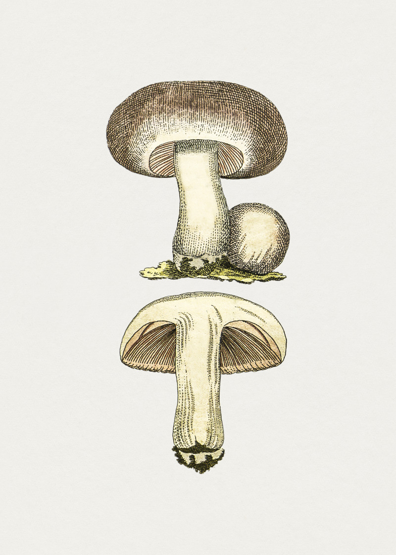 Detailed Field Mushroom Illustrations with Shading, Light and Color